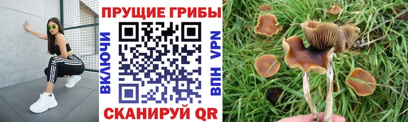 Галлюциногенные грибы мухоморы  купить наркотики цена  Щигры 